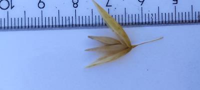 Click for 2 image(s) for this accession. Spikelet